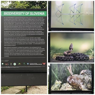 BIODIVERSITY OF SLOVENIA