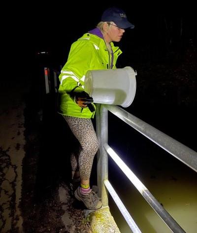 Successful interventions involve the installation of specialized roadside barriers that prevent amphibians from accessing dangerous roadways while directing them toward purpose-built wildlife crossings.